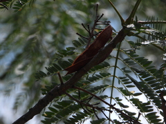 Leucaena leucocephala