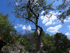 Leucaena leucocephala