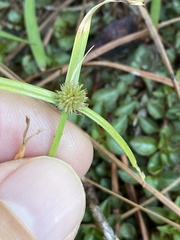 Cyperus brevifolius