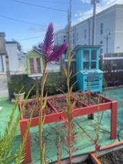 Celosia spicata