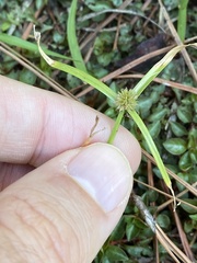Cyperus brevifolius