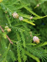 Taxodiomyia cupressiananassa