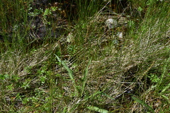 Plantago macrocarpa