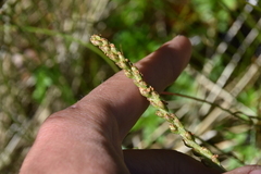 Plantago macrocarpa
