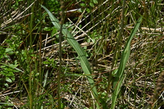 Plantago macrocarpa