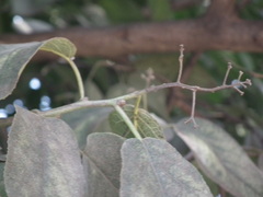 Ehretia corylifolia