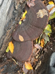 Phaeolus schweinitzii