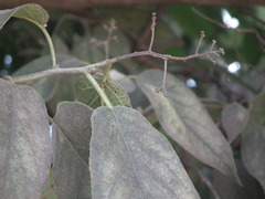 Ehretia corylifolia