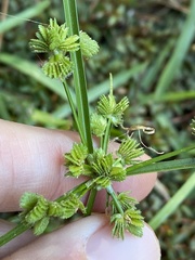 Cyperus surinamensis