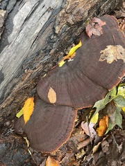 Phaeolus schweinitzii