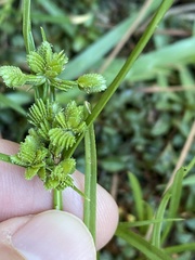 Cyperus surinamensis