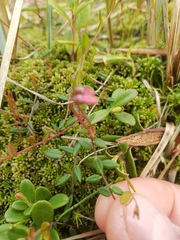Vaccinium oxycoccos