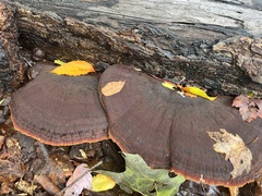 Phaeolus schweinitzii