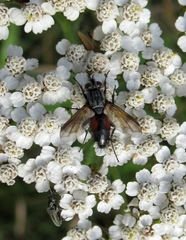 Eriothrix rufomaculata