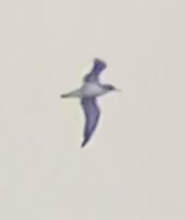 Procellariidae