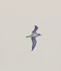 Procellariidae