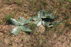 Brunsvigia bosmaniae