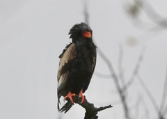 Terathopius ecaudatus