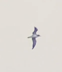 Procellariidae