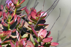 Crassula cultrata