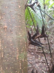Vachellia melanoceras