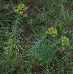 Euphorbia nicaeensis