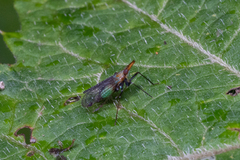 Dictyopharinae