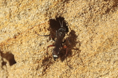 Cryptocheilus versicolor