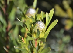 Leucadendron meridianum