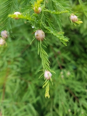 Taxodiomyia cupressiananassa