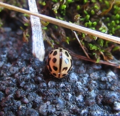 Tytthaspis sedecimpunctata