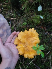 Cantharellus