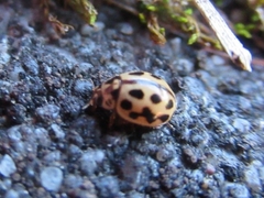 Tytthaspis sedecimpunctata