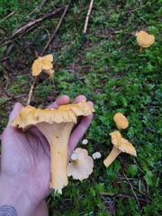 Cantharellus