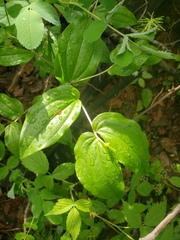 Prosartes trachycarpa
