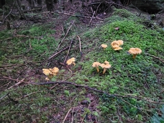 Cantharellus