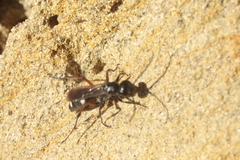 Cryptocheilus versicolor