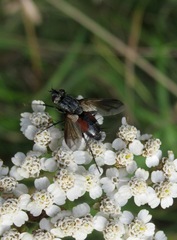 Eriothrix rufomaculata