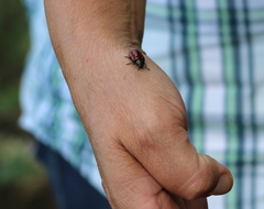 Calligrapha mexicana
