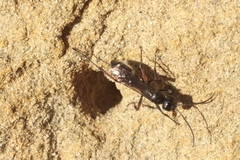Cryptocheilus versicolor
