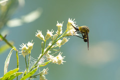 Lepidophora lepidocera