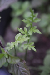 Lygodium japonicum