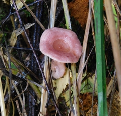Lactarius spinosulus