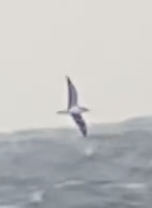 Procellariidae