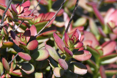 Crassula cultrata