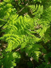Gymnocarpium dryopteris