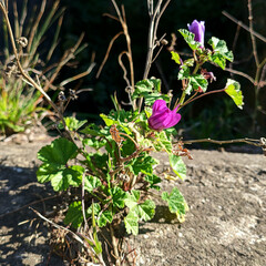 Malva sylvestris