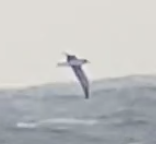 Procellariidae