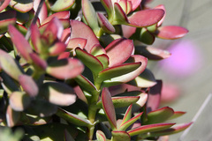 Crassula cultrata