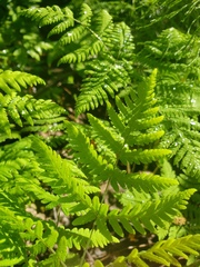 Gymnocarpium dryopteris